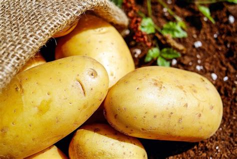 Récolte des pommes de terre quand et comment Jardiner Malin