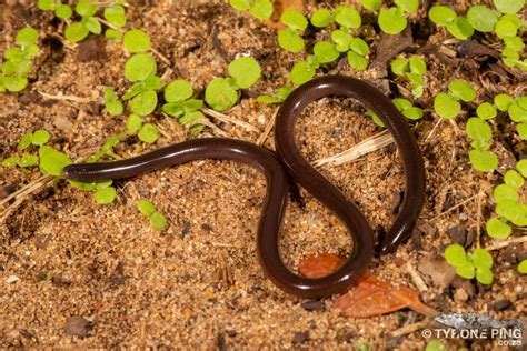 Indotyphlops Braminus