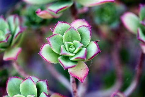 Fotos gratis naturaleza flor cactus fotografía hoja pétalo Rosa