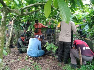 Tangkap Beruang Madu Bksda Lahat Pasang Box Trap Di Dusun Sukarami