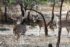 Sasan Gir Forest : The last refuge for the majestic Asiatic Lions