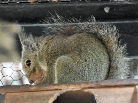 Sciurus lis / Japanese squirrel in Saitama Children's Zoo