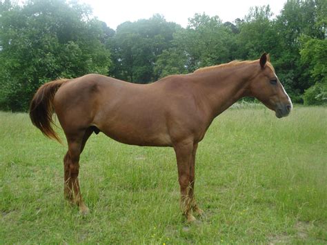 Sorrel Quarter Horse Gelding by SmokeyLittleClover on DeviantArt