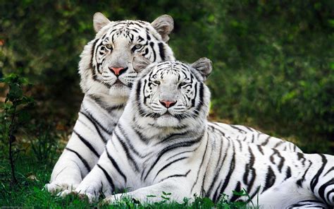 animals tiger white tigers nature Wallpapers HD / Desktop and Mobile ...