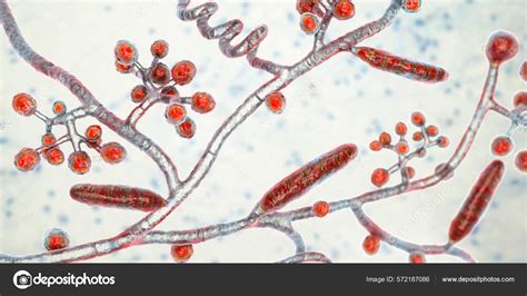 Fungi Trichophyton Mentagrophytes Illustration Showing Macroconidia