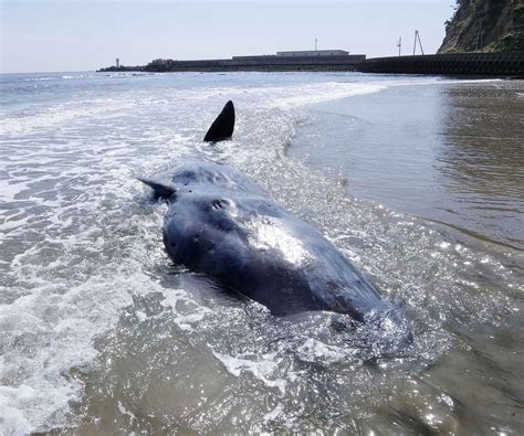 福島・いわきの海岸にマッコウクジラ 体長9メートル 産経ニュース