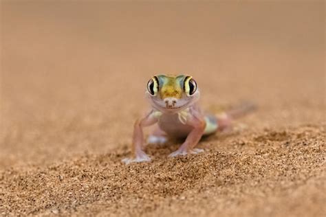 Premium Photo A Namib Sand Gecko Small Colorful Lizard In The Namib