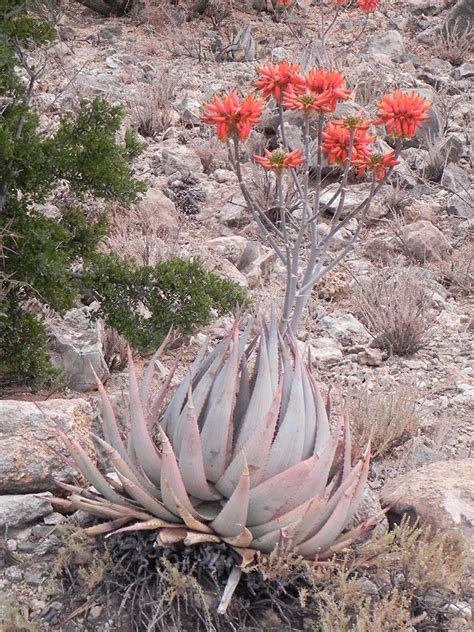 Aloe Hereroensis Sand Aloe World Of Succulents