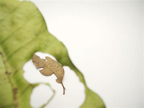 Green Leaf With Holes And Dry Leaves Isolated On White Background