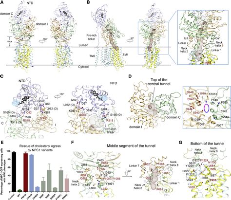 Structural Basis Of Low Ph Dependent Lysosomal Cholesterol Egress By