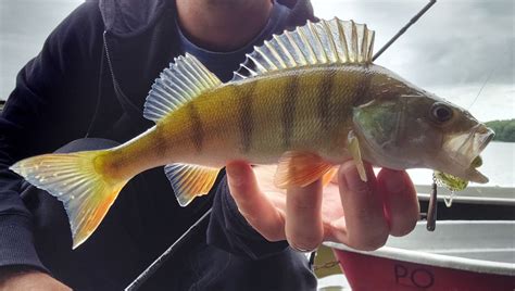 Bait Breath Rush Craw - ANGEL-KNIFFE