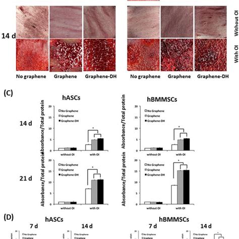 Osteogenic Differentiation Of Hascs And Hbmmscs On Graphene In Vitro