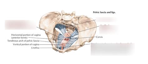 pelvic fascia & lig (female) Diagram | Quizlet