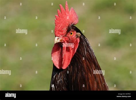 House Chicken Tap Gallus Gallus Domesticus Portrait Stock Photo Alamy