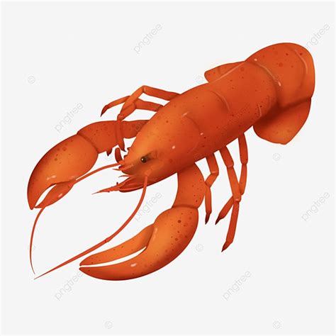 Crayfish Clipart Transparent Png Hd Original Hand Painted Red Cartoon