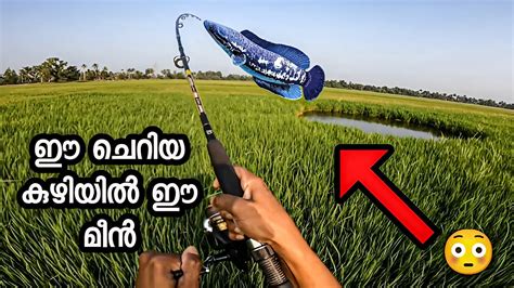 ചെറിയ കുഴിയിൽ ഈ മീൻ ഉണ്ടോ 😳snakehead Youtube