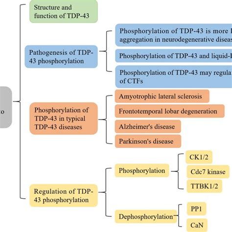 A Brief Summary Of Tdp‐43 Phosphorylation In Tdp‐43 Proteinopathy Download Scientific Diagram