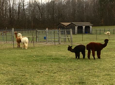 Visit A Vermont Alpaca Farm