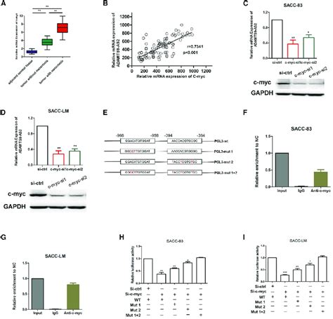 Adamts9 As2 Is Regulated By The Transcription Factor C Myc A Mrna Download Scientific Diagram