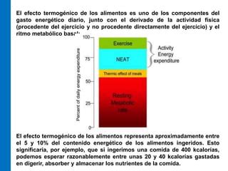 Tema 4 Termogénesis de los alimentos y termogénesis facultativa PPT