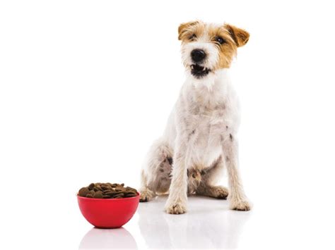 Managing chronic diarrhea with diet - Second Chance Veterinary Care