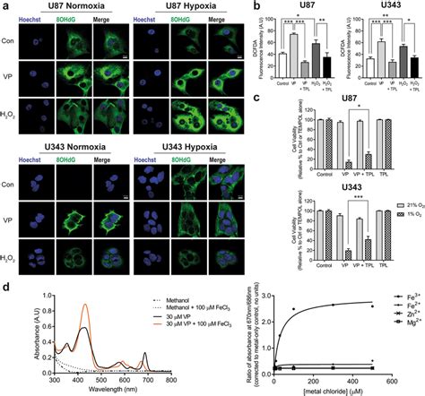 Verteporfin significantly induces reactive oxygen species in glioma ... 