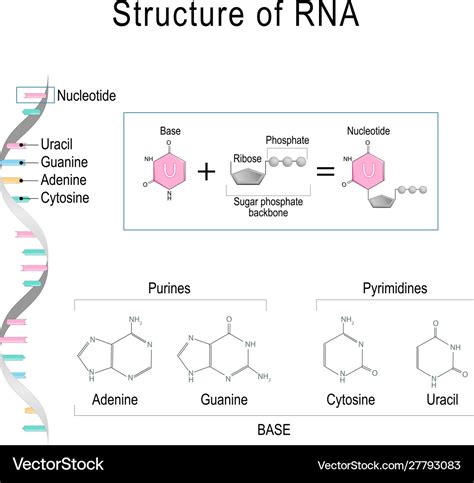 Rna Structural Formula Adenine Cytosine Royalty Free Vector