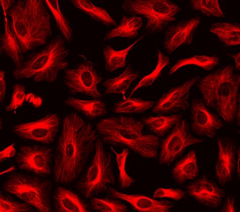 Readilink™ Rapid Xfd594 Antibody Labeling Kit Production Scale Aat Bioquest