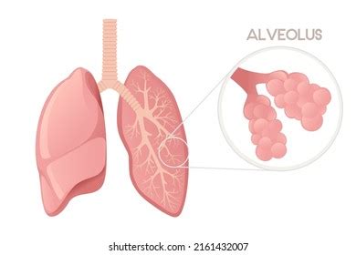 Human Lungs Alveoli Cartoon Design Human Stock Vector (Royalty Free ...
