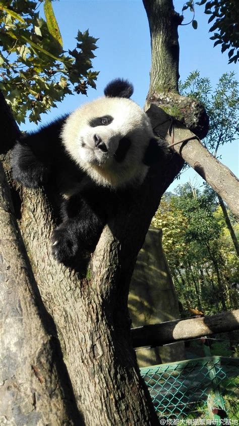 A Panda Bear Sitting On Top Of A Tree Branch