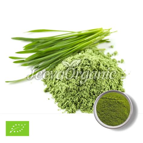 Wheat Grass Juice Powder Supplier Bulk Wheat Grass Juice Powder