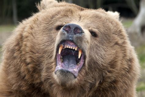 Grizzly Bear Attack: Man Recovering After Mauling In Butler Ridge ...