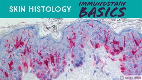 Skin Histology Immunohistochemistry Basics For Dermatology