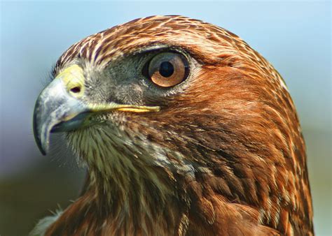 working   gorgeous creatures red tailed hawk hawk
