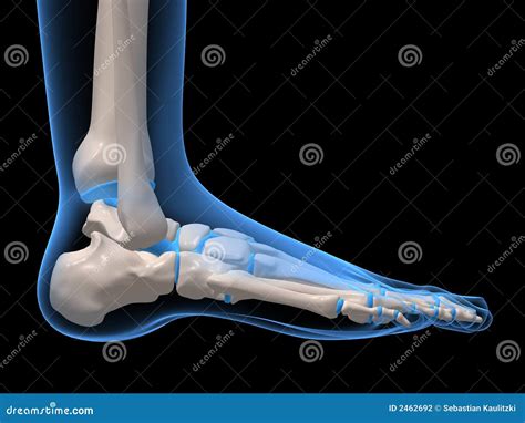 Human Foot Pathology Infographic Flat Foot Anatomy Vector Illustration