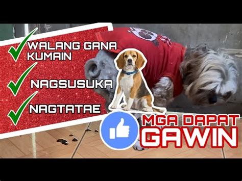 Walang Gana Kumain At Nagtatae Na Shih Tzu Mga Dapat Gawin Youtube