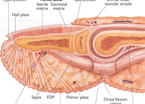 Fingertip And Fingernail Injuries Dr Cameron Mackay