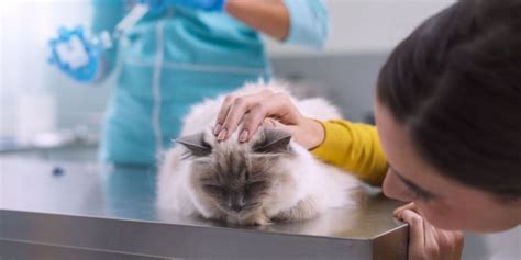 Antibiotics For Cats Overview Dosage And Side Effects