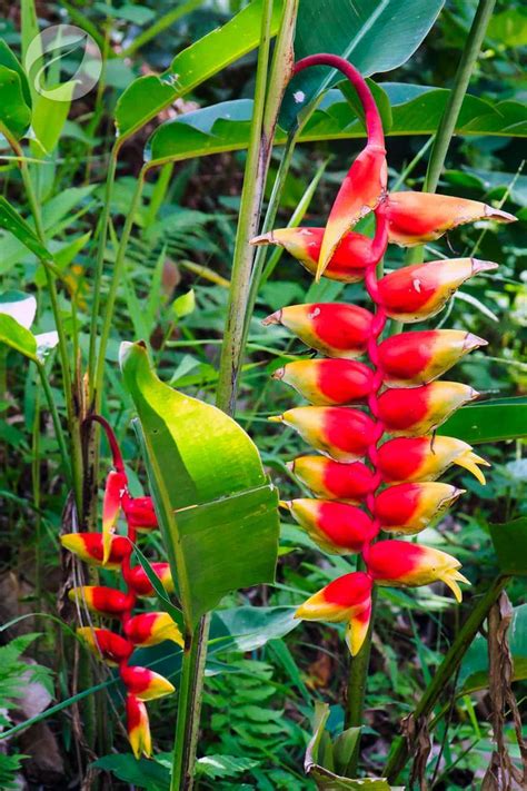 La Griffonia Simplicifolia Contro Il Malumore E La Fame Nervosa