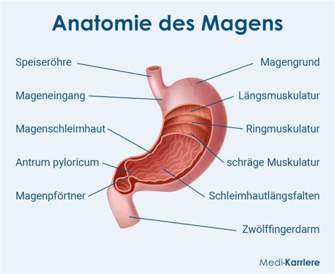 Magen Anatomie Und Funktion Medi Karriere