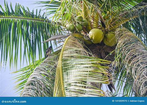 Coconut Tree In Ko Samui In The Golf Of Thailand Thailand Stock Image