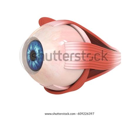 Human Eye Extraocular Muscles D Rendering Stock Illustration