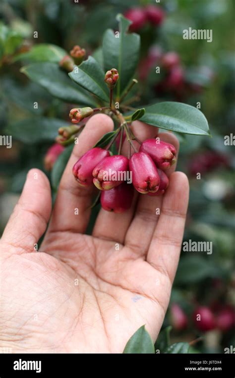 Close Up Of Syzygium Australe Stock Photo Alamy