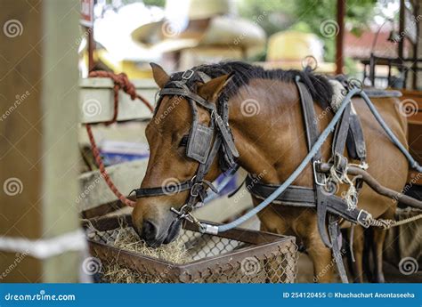 A Horse Harness Provides Visitors With A Ride In The Zoo Of A Sheep