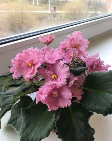 Фиалка, кордилина красная, клеродендрон Москва | Растения | Festima.Ru ...