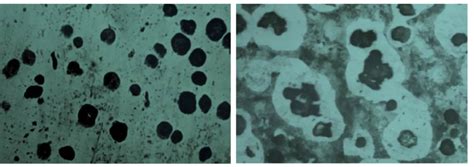 Microstructure of ductile cast iron (a) before etching (b) after ...