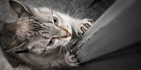 traipsinggallivanter: How To Stop A Cat From Scratching Himself? - Healthy Kitty