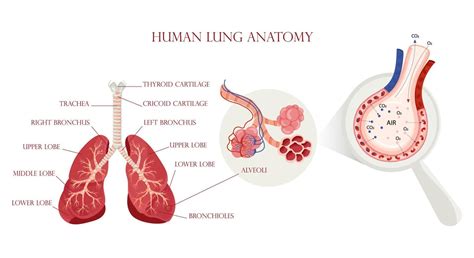 Alveoli Vector Art, Icons, and Graphics for Free Download