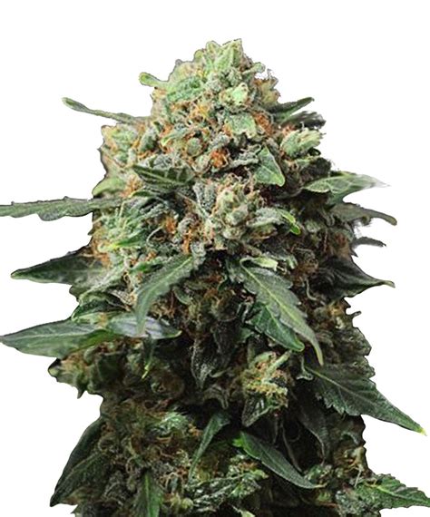 Strongest Cannabis Strains Bulk Seeds