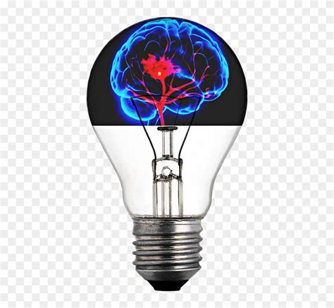 Light Bulb Brain Png Structure Of A Bulb Transparent Png 540x720